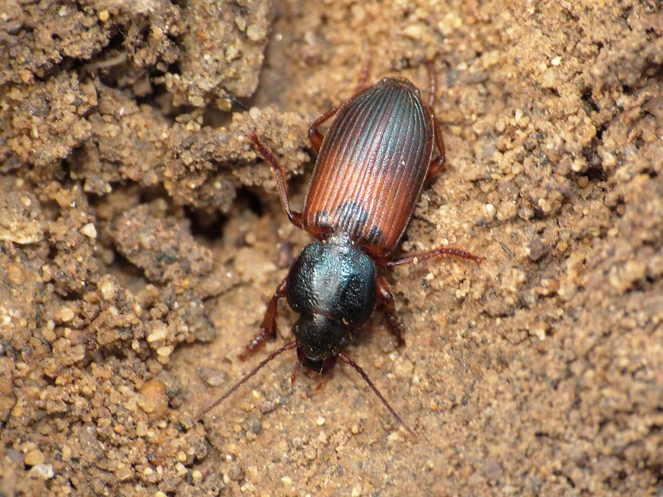 Gynandromorphus etruscus